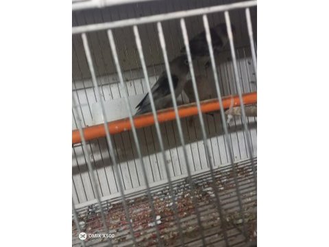 Irk değişikliği için cennet papağanlar