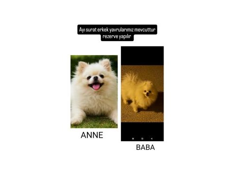 Süt beyaz ayı surat aşırı uygun pomeranian