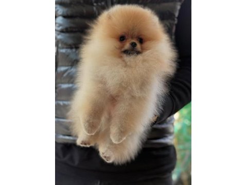 Safkan orjinal scr ayı surat pomeranian boo yavrular