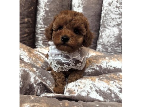 Bebek toy poodle yavrular