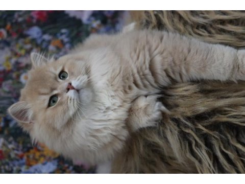 9 aylık british longhair erkek