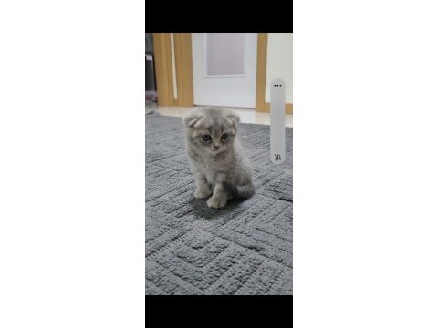 Scottish fold ve british shorthair 2 aylık yavrular..
