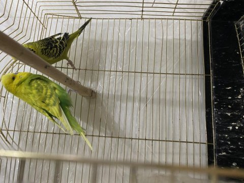 Jumbo takım muhabbet kuşları