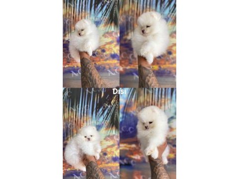 Pomeranian boo bebeklerim