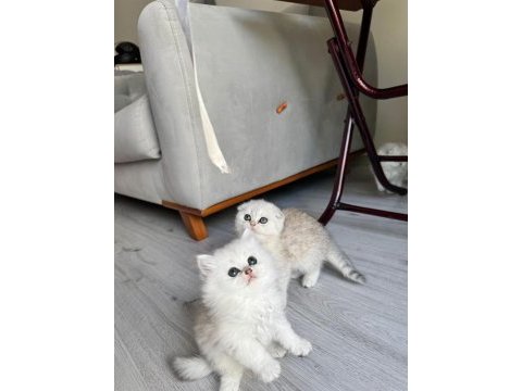 Kendi kedimizin scottish fold yavruları