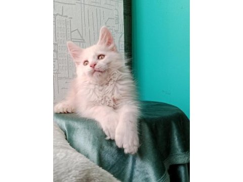 Maine coon full şecereli yavrular