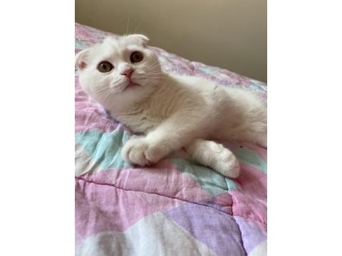 Scottish fold 3 aylık erkek karneli