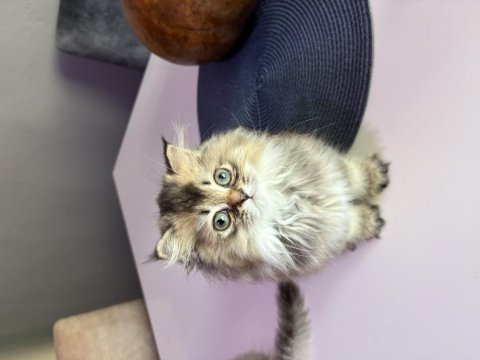 British longhair kedisi