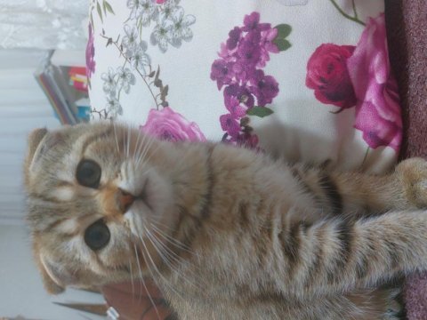 Scottish fold