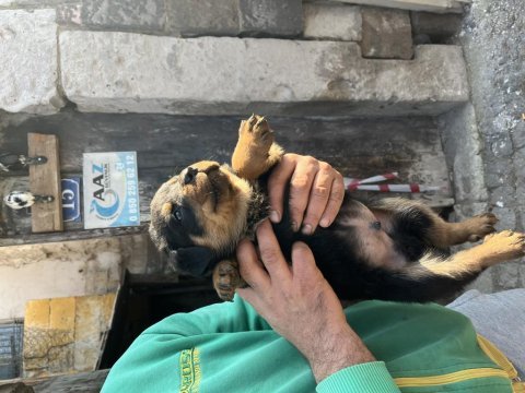 Acil sahiplendirilecektir rottweiler yavruları