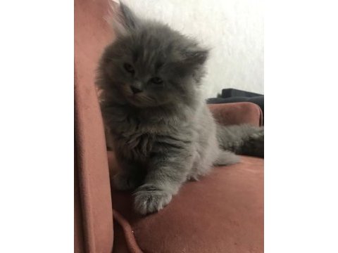 British longhair yavruş sahiplendirme