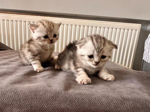 Muhteşem renkte british shorthair ve scotish fold yavrular