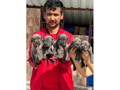 Cane corso yavrular