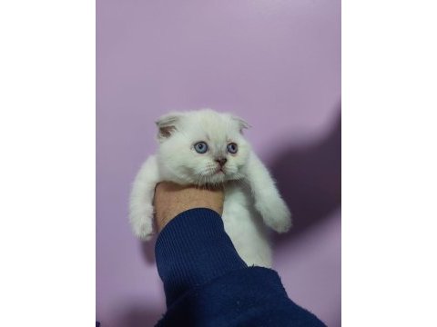 2 aylık scottish fold blue point yavrularımız