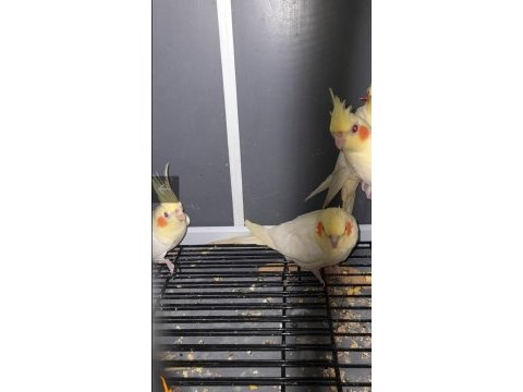 Kırmızı göz lutino sultan papağanı yavrular