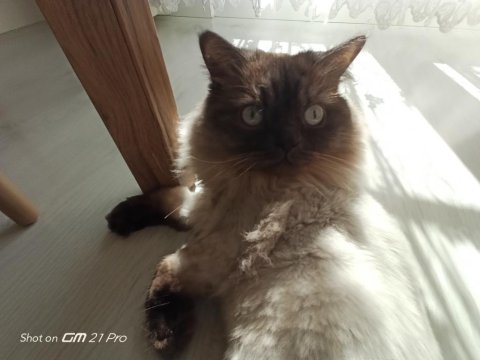 Ücretsiz scottish blue point kedi sahiplendirme