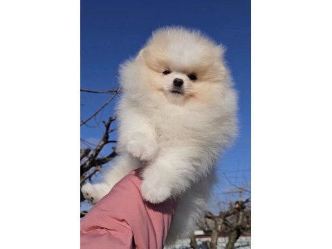 Pomeranian boo yavrularımız