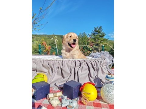 Baby face safkan golden retriever yavruları