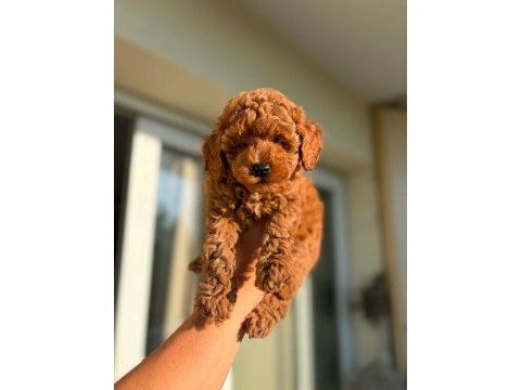 Toy poodle yavrular ırk sağlık garantili