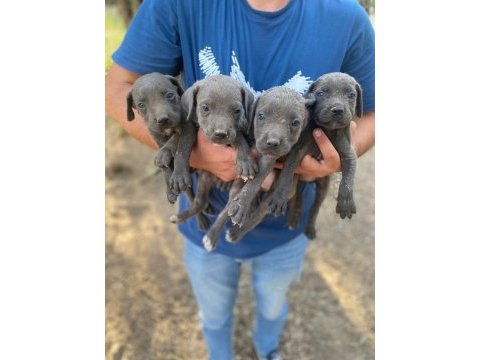 Sağlıklı cane corso yavrular
