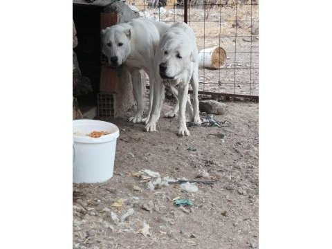 Safkan akbaş köpeği yavruları