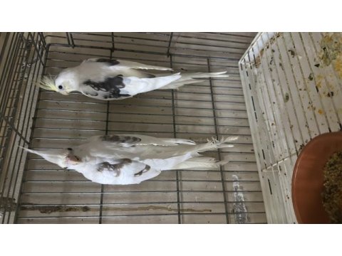 Cf heavy takım sultan papağanı