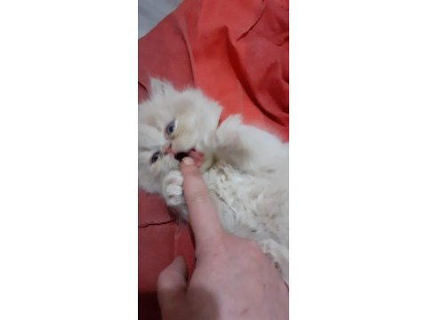 Iran kedi yavrusu