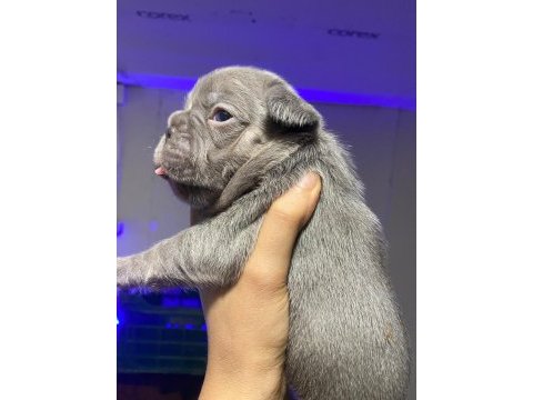 Brillante de arte frenchie özel french bulldog yavrular