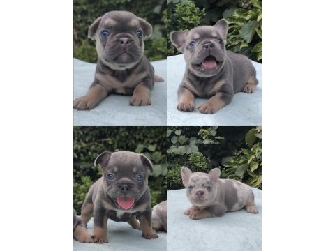 Isabella ve fluffy taşıyıcı en sevilen renklerde köpekler
