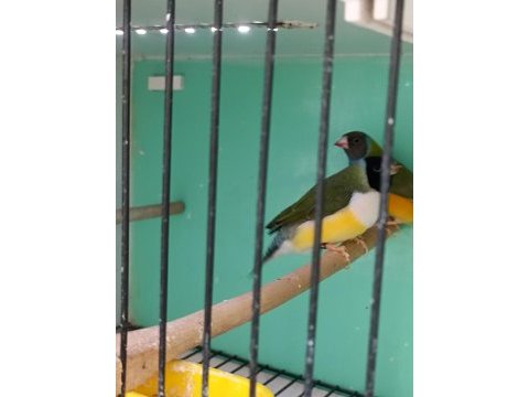 İri boy ispinoz takım takim gökkuşağı ispinozu