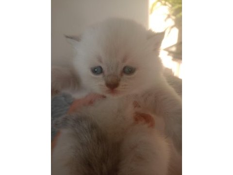 Scottish fold dişi ve erkek yavrular