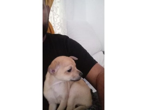 50 günlük pinscher