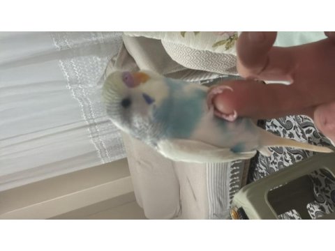 Titizlikle baktığım muhabbet kuşu yavrularım
