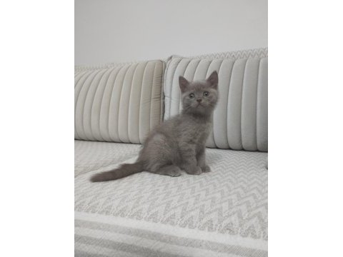 British shorthair yavrumuz yeni sahibini arıyor