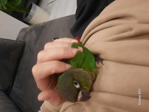 2 aylık ele alışık konur papağanı