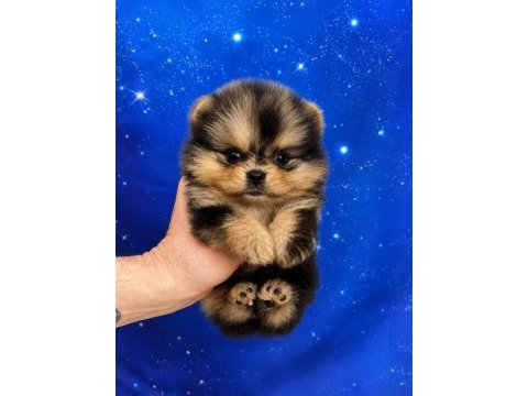 Pomeranian boo merle teacup