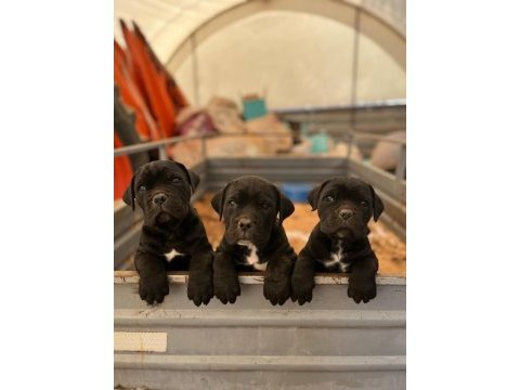 Cane corso erkek yavrular