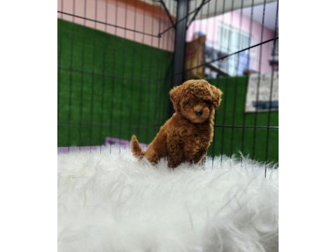 Poodle ailemize katılmak istemez misiniz