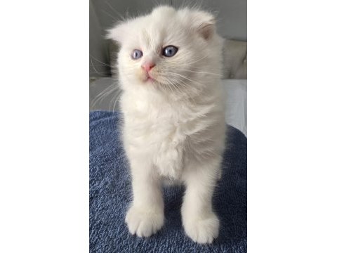 Bal gibi pamuk yavrular