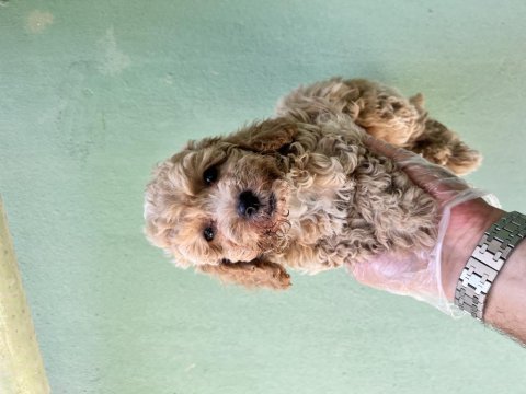 Toy poodle a kalite tüm illere gönderim