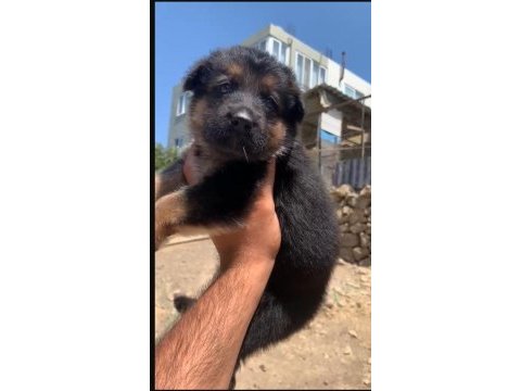 Orjinal alman çoban köpeği (alman kurdu) yavrusu
