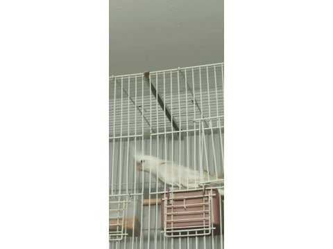 Yaşında dişi kırmızı göz albino silver sultan papağanı