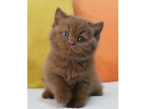 En güzel saf kan chocolate british shorthair
