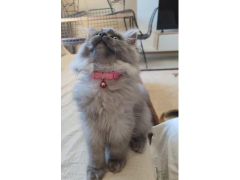 3 buçuk aylık dişi bir melek british longhair