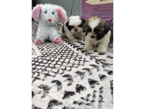 Shih tzu bebeklerimiz
