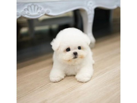 Safkan pomeranian boo köpekler