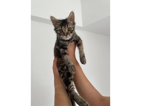 4 aylık tekir yavruya ücretsiz tüm malzemeleriyle beraber