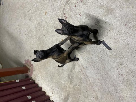 60 günlük belçika çoban köpeği (malinois)