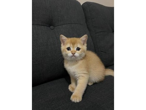 Yavru british shorthair