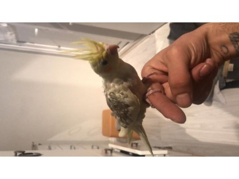 Kızanda dişiler yeni yeme düşmüş sultan papağanı yavrular
